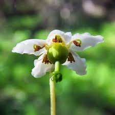 Attēlu rezultāti vaicājumam “Moneses uniflora bud”