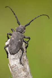 Attēlu rezultāti vaicājumam “Lamia textor”