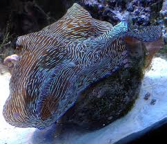 Image result for tridacna