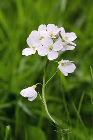 Attēlu rezultāti vaicājumam “Cardamine pratensis flower”