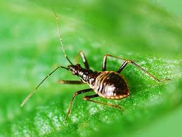 Attēlu rezultāti vaicājumam “Himacerus apterus”