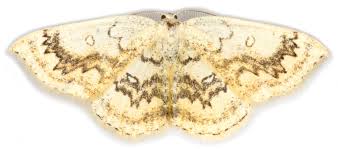 Attēlu rezultāti vaicājumam “Cyclophora annularia”