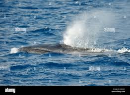 Image result for Balaenoptera borealis