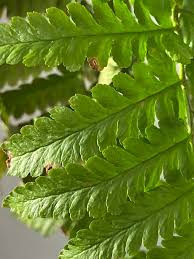 Attēlu rezultāti vaicājumam “Dryopteris cristata”