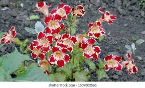 Image result for Mimulus x hybrida