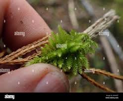 Attēlu rezultāti vaicājumam “Eurhynchiastrum pulchellum macro”