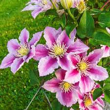 Attēlu rezultāti vaicājumam “Clematis”