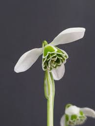 Attēlu rezultāti vaicājumam “Galanthus nivalis bud”