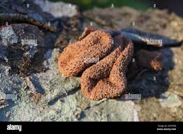 Attēlu rezultāti vaicājumam “Encoelia furfuracea”