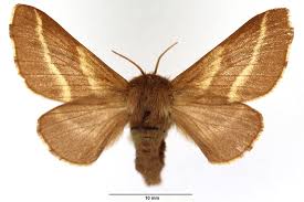 Attēlu rezultāti vaicājumam “Malacosoma castrensis”