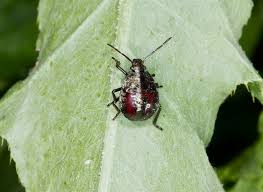 Attēlu rezultāti vaicājumam “Picromerus bidens”