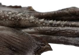 Image result for Amblyraja hyperborea