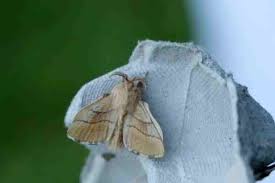 Attēlu rezultāti vaicājumam “Malacosoma neustria larva”