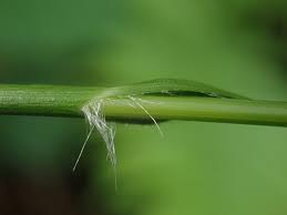 Attēlu rezultāti vaicājumam “Luzula luzuloides”