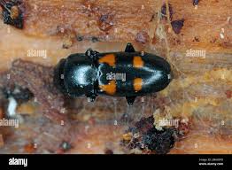 Attēlu rezultāti vaicājumam “Glischrochilus quadripunctatus”