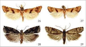 Attēlu rezultāti vaicājumam “Tortricidae”