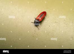 Attēlu rezultāti vaicājumam “Ampedus sanguinolentus”