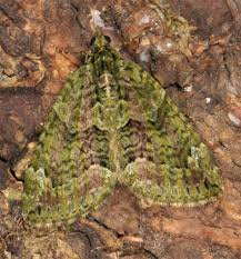 Attēlu rezultāti vaicājumam “Chloroclysta siterata”