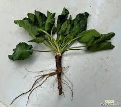 Attēlu rezultāti vaicājumam “Eryngium planum leaf”