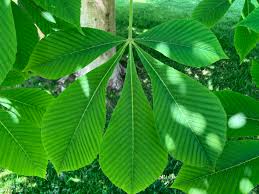 Attēlu rezultāti vaicājumam “Aesculus flava”