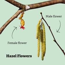 Attēlu rezultāti vaicājumam “Corylus avellana female flower”