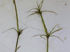 Attēlu rezultāti vaicājumam “Najas minor leaf”