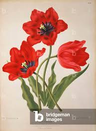 Attēlu rezultāti vaicājumam “Tulipa gesneriana”