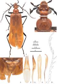 Attēlu rezultāti vaicājumam “Pyrochroidae larva”