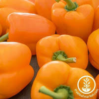 Afbeeldingsresultaat voor orange sun sweet pepper