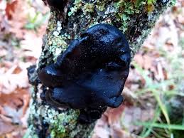 Attēlu rezultāti vaicājumam “Exidia truncata”