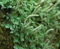 Attēlu rezultāti vaicājumam “Cladonia ochrochlora”