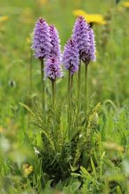 Attēlu rezultāti vaicājumam “Dactylorhiza fuchsii flower”
