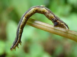 Attēlu rezultāti vaicājumam “Xanthorhoe biriviata”