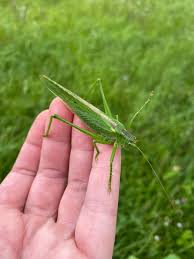 Attēlu rezultāti vaicājumam “Tettigonia viridissima”