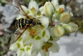 Attēlu rezultāti vaicājumam “Chrysotoxum sp.”