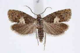 Attēlu rezultāti vaicājumam “Epiblema grandaevana”