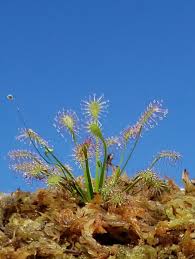 Attēlu rezultāti vaicājumam “Drosera intermedia”