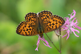 Attēlu rezultāti vaicājumam “Brenthis ino upperside”