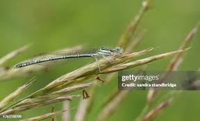 Attēlu rezultāti vaicājumam “Platycnemis pennipes female”