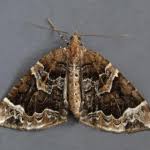 Attēlu rezultāti vaicājumam “Eulithis prunata”