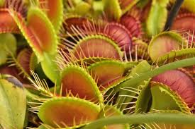 Attēlu rezultāti vaicājumam “Droseraceae”