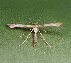 Attēlu rezultāti vaicājumam “Platyptilia gonodactyla”