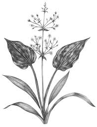 Attēlu rezultāti vaicājumam “Alisma plantago-aquatica”