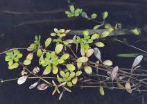 Attēlu rezultāti vaicājumam “Callitriche verna flower”