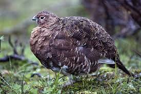 Attēlu rezultāti vaicājumam “Lagopus lagopus male”