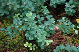 Attēlu rezultāti vaicājumam “Vaccinium uliginosum leaf”