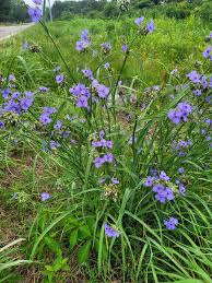 Attēlu rezultāti vaicājumam “Tradescantia virginiana”