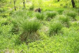 Attēlu rezultāti vaicājumam “Carex paniculata”