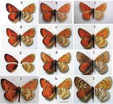 Attēlu rezultāti vaicājumam “Melitaea didyma male”