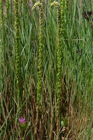 Attēlu rezultāti vaicājumam “Triglochin maritimum”